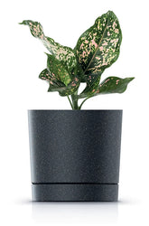 Vazonas gėlėms TUBO ECO WOOD 175x178